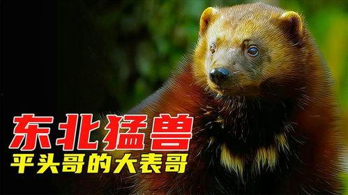 东北猛兽爆料视频,揭秘神秘爆料视频背后的真相